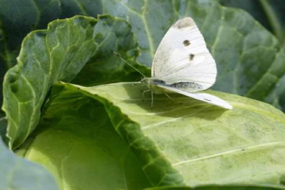 Против бяла зелева пеперуда - как да третираме