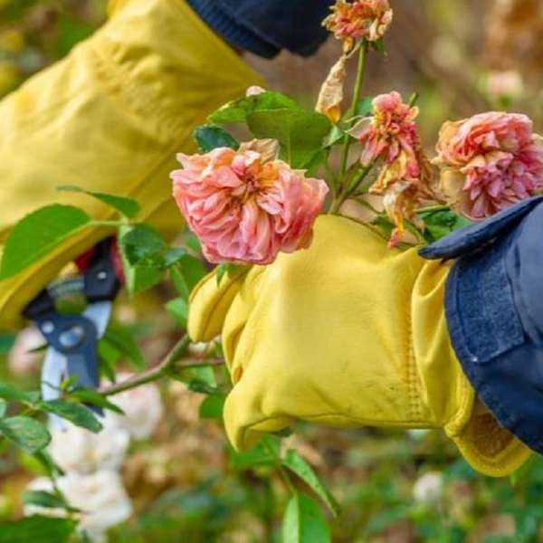 Есенно третиране на розите против болести и вредители