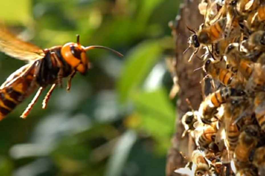 Как да спасим пчелите от оси в пчелина през есента
