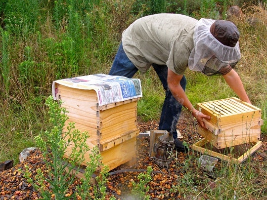 Как се обединяват пчелните семейства - основни правила