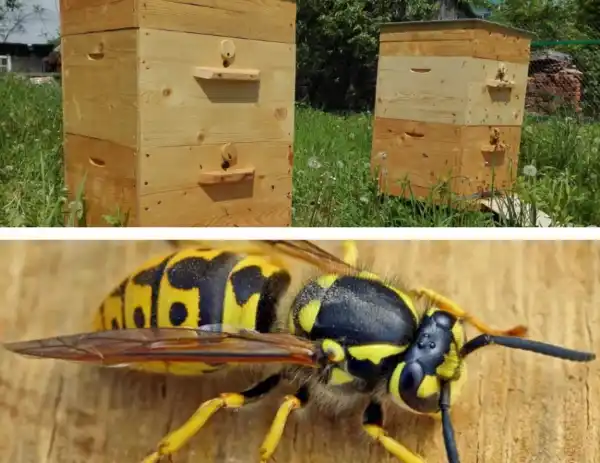 Колко опасни са осите през есента за пчелните семейства