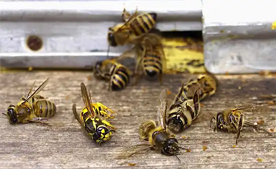 Методи за защита на пчелите от нападение на оси - как да спасим пчелите от оси