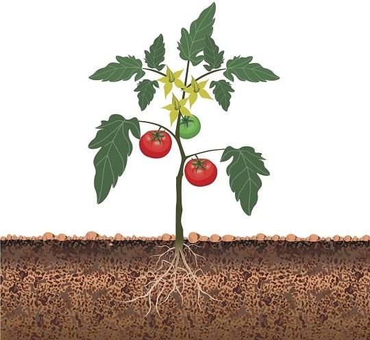 Основна схема за внасяне на органични торове в избраната леха за домати през есента