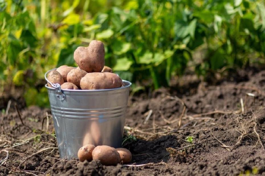 Прибиране на картофите - какво съветват агрономите