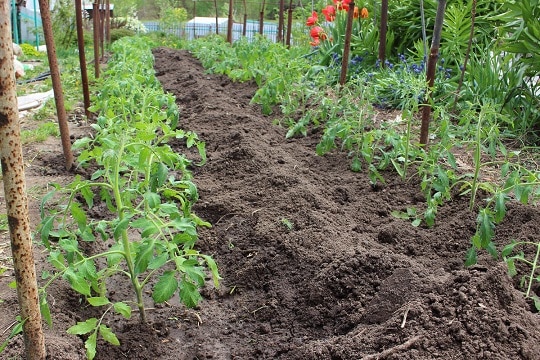 Растенията, засадени в почва, подготвена през есента, се развиват по-добре
