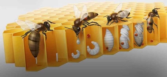 Симптоми на инфекция и лечение - третиране на пчелите с масло от ела