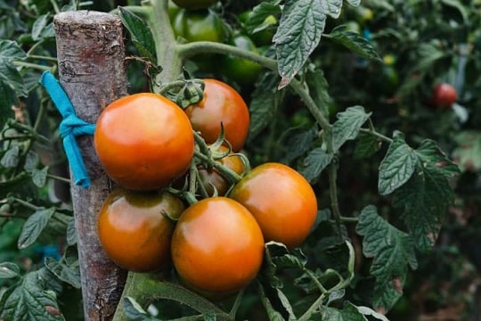 Отглеждане на домати кумато - засаждане в градината