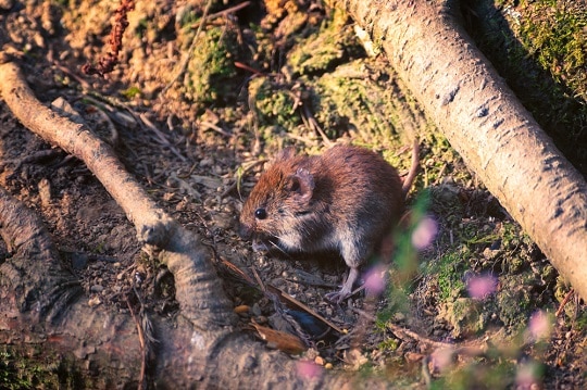 Прогонване на мишки в градината с лоши миризми