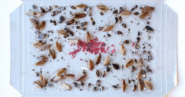 Защо хлебарките са опасни за хората и за домашните ни любимци