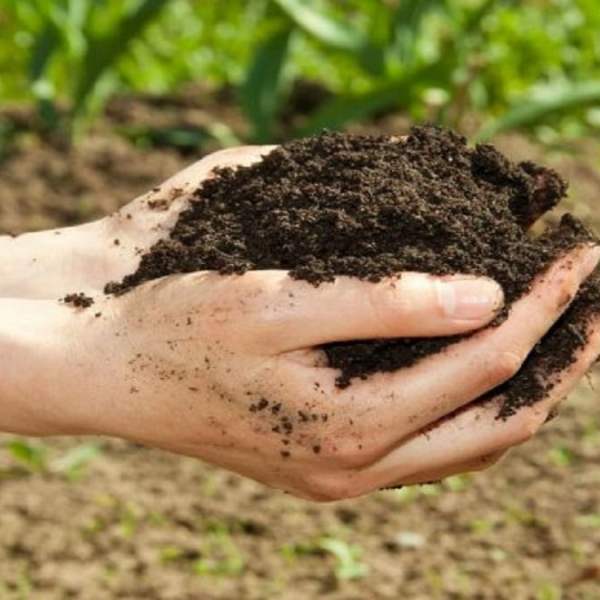 Как да възстановим плодородието на почвата?
