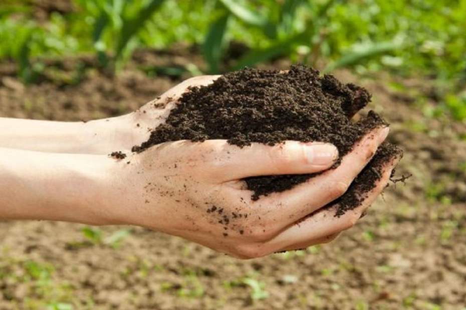 Как да възстановим плодородието на почвата