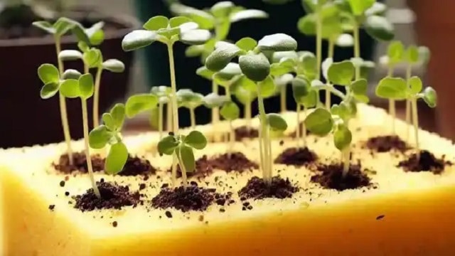 Как да засадим семена в гъба – лесен начин да