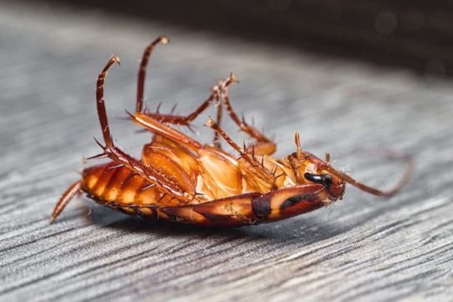 Против хлебарки с най-ефективните препарати за дома