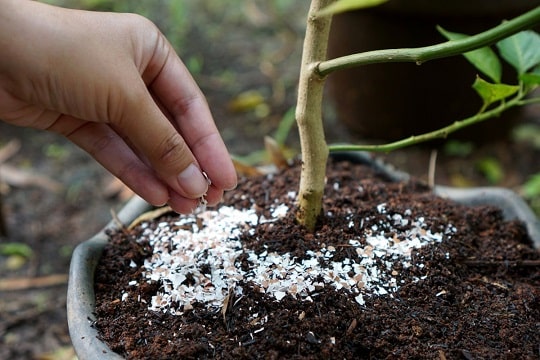 4 начина да направите почвата по-алкална