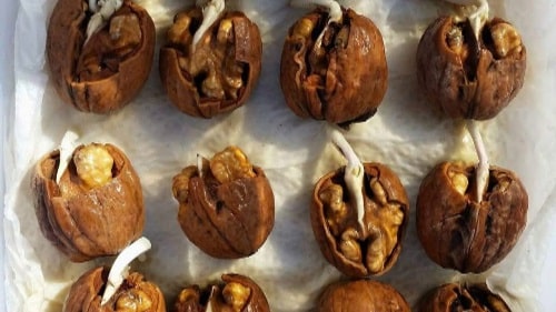  Как да си създадем кълнове от орехи сами 