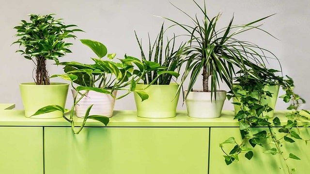 Растения за пречистване на въздуха в офиса – най добрите 9