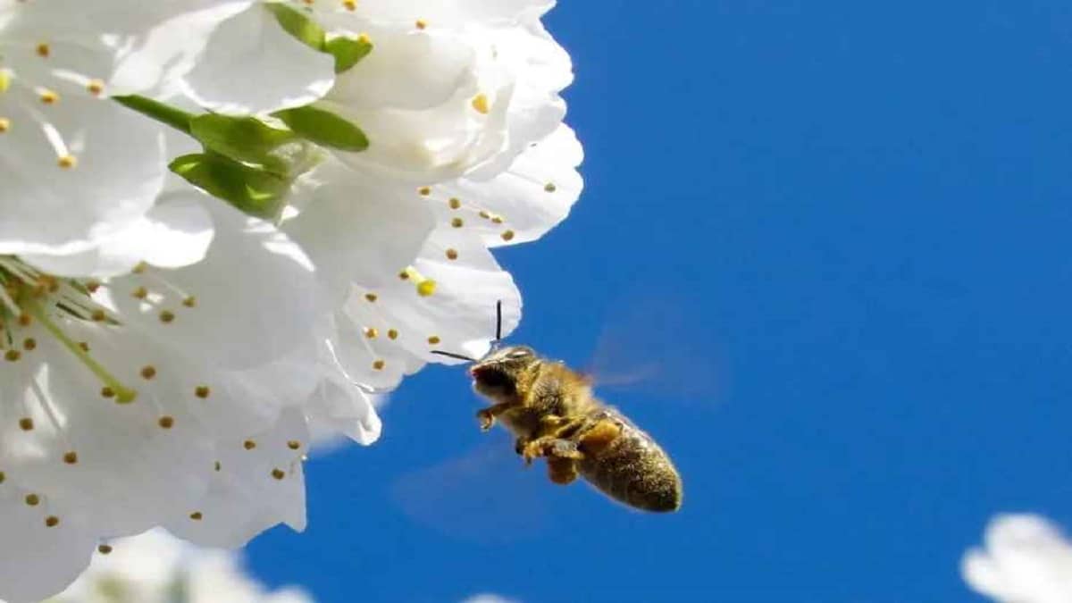 Как да се грижим за пчелите през Март – полезни съвети