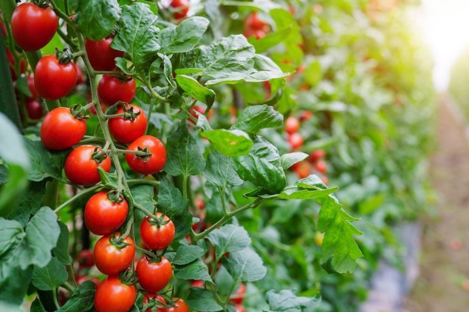 Грешки при отглеждането на домати - как да ги избегнем