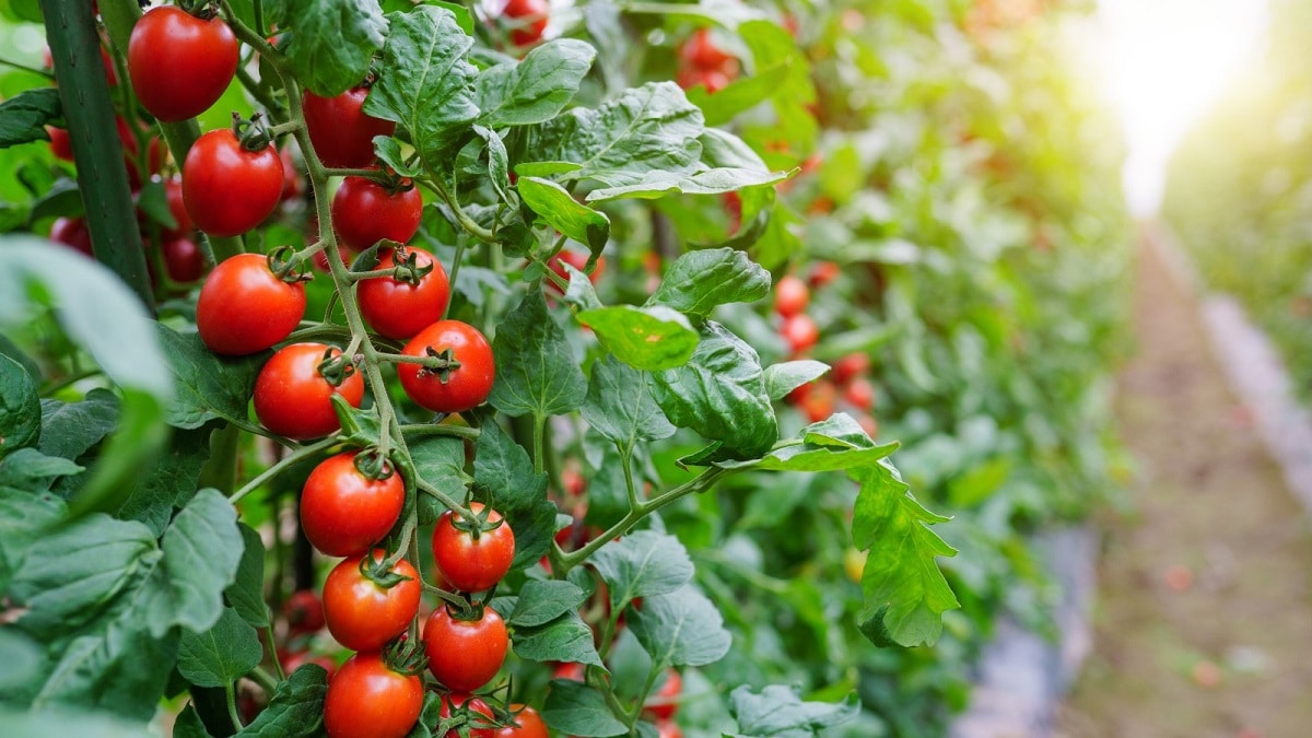 Грешки при отглеждането на домати – как да ги избегнем?