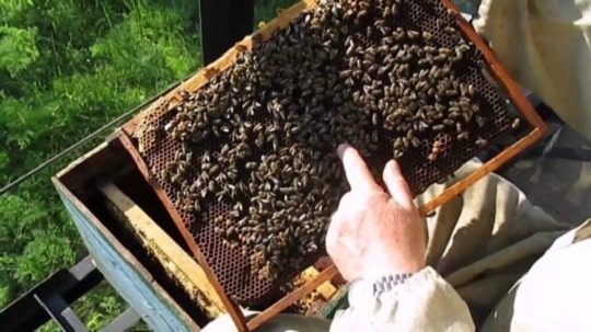 Характеристики на пчелните отводки