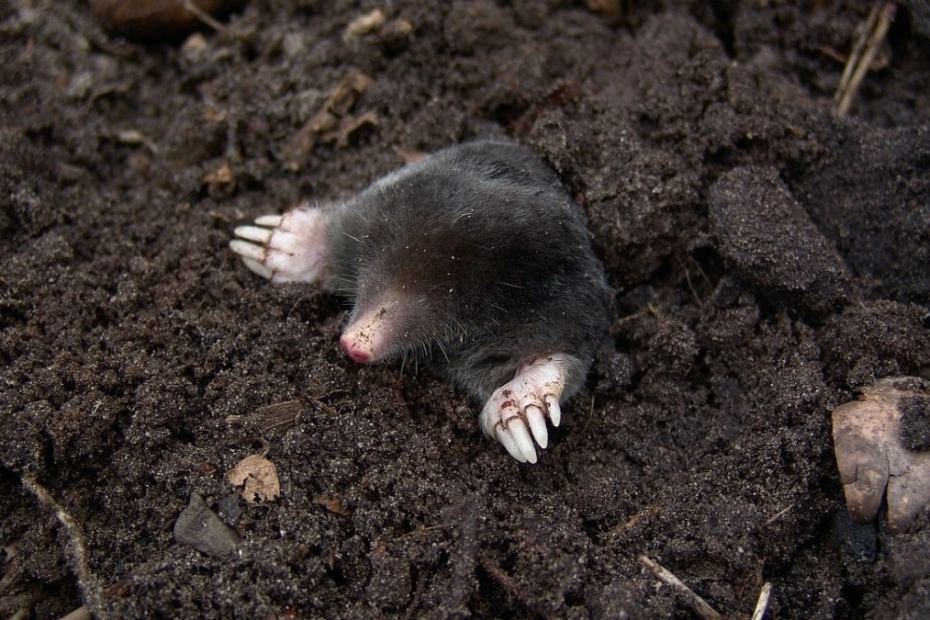 How to Get Rid Of Moles