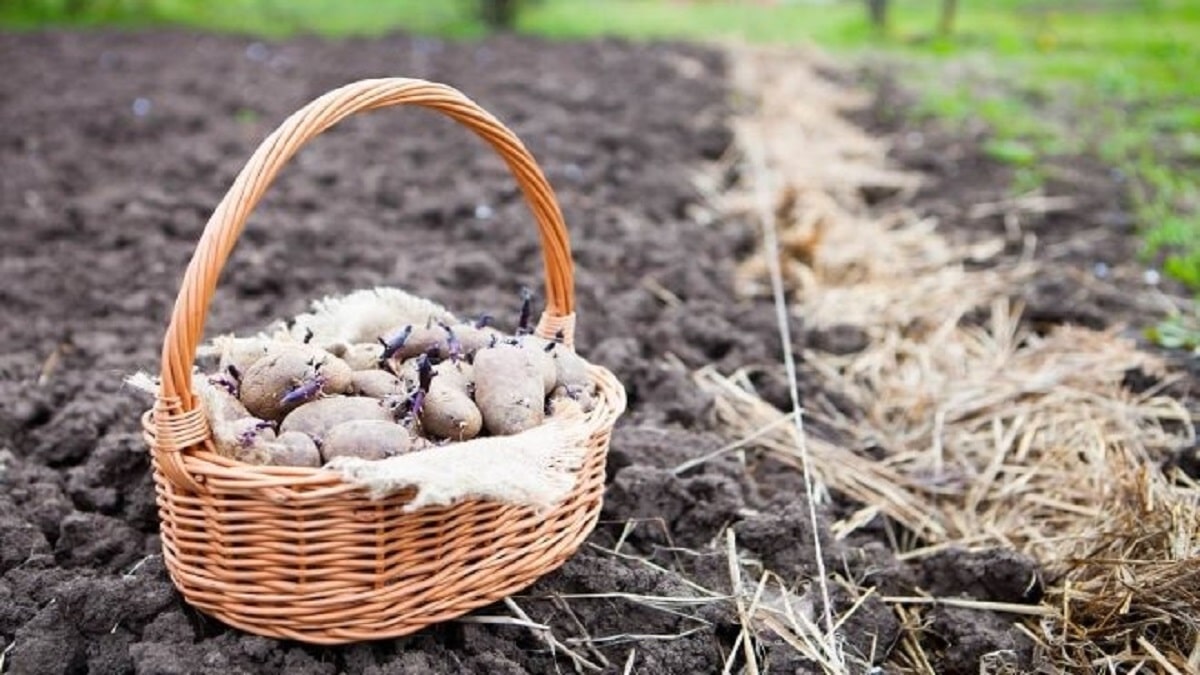 Как да третираме картофите срещу болести и вредители преди засаждане?