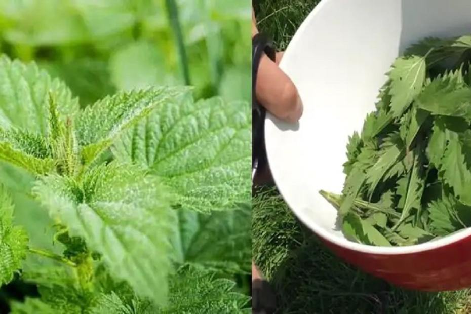 Nettle Fertilizer and Insecticide