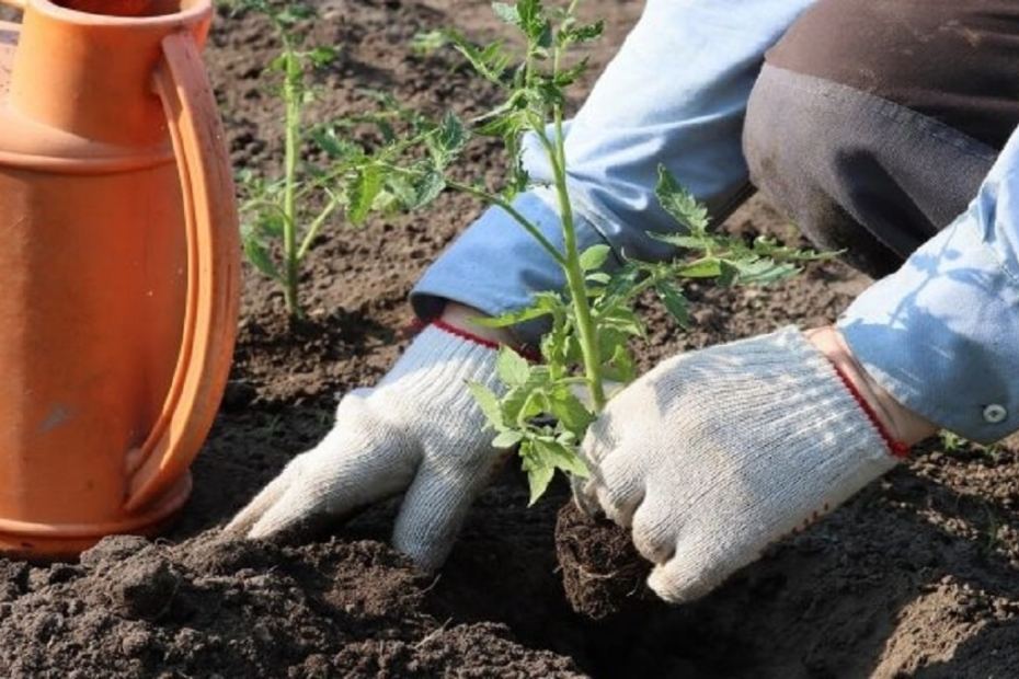 What is put in the hole when planting tomatoes