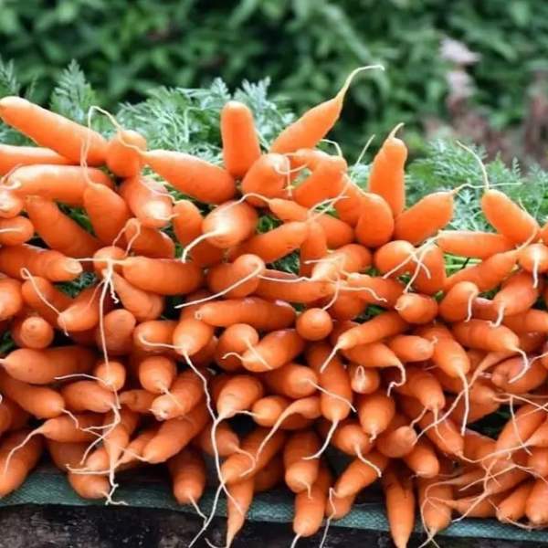 Как да отглеждаме големи и сладки моркови в градината
