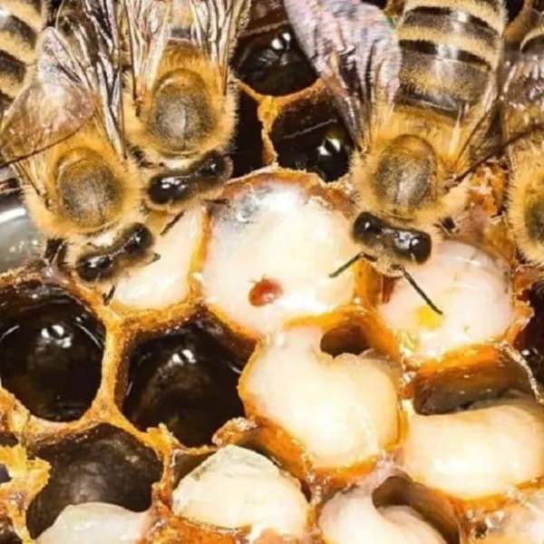Методи за унищожаване на вароа акара по пчелите