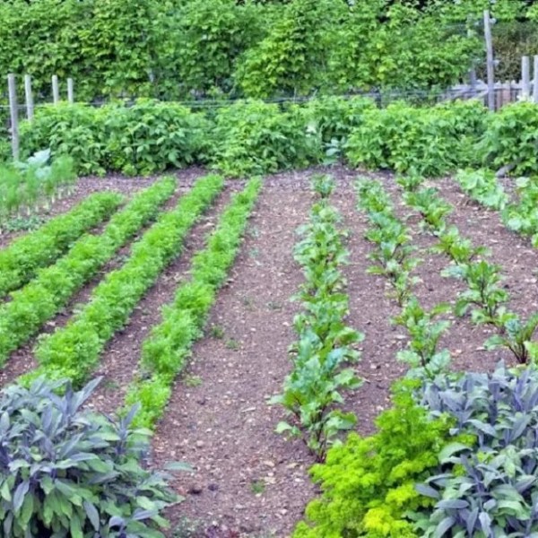 Как да засадим и засеем основните зеленчуци в градината