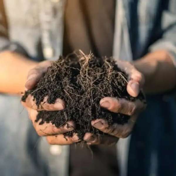 Как да подобрим глинеста почва в градината?