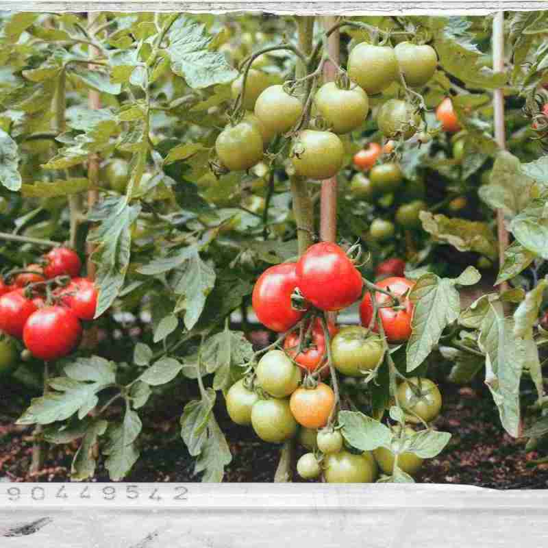 Златни правила при отглеждането на домати – как да процедираме