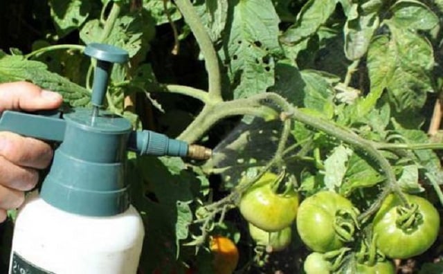 Подходящи препарати за пръскане на домати след дъжд